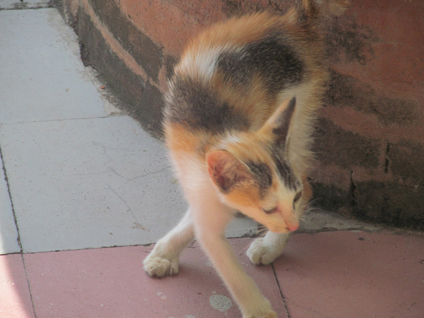 A very plaintive (and hungry) kitten who found me outside the museum at Kertha Gosa.
