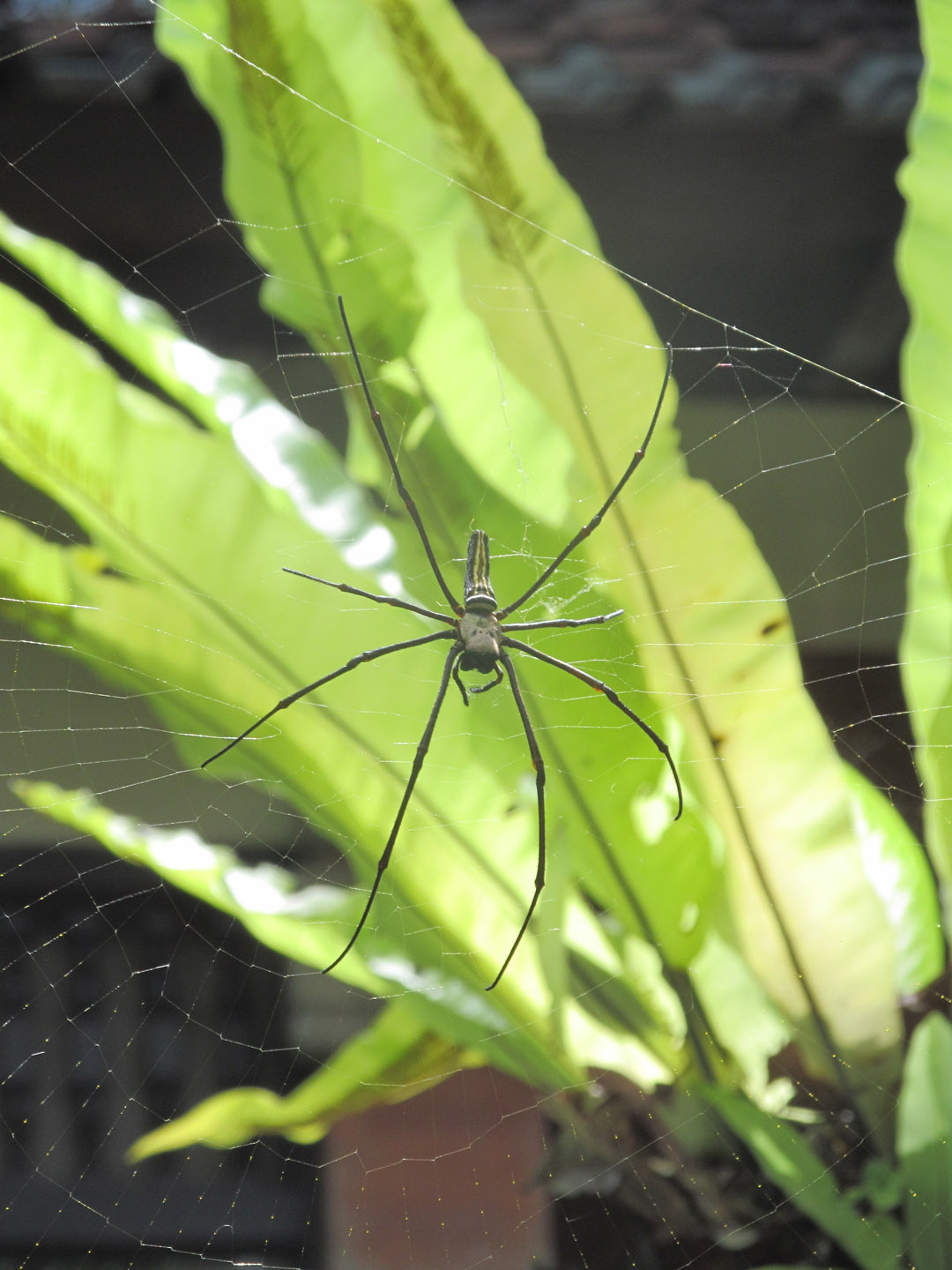 Not really a clear segue here, but THIS SPIDER IS AS BIG AS MY HAND. I see it every morning.