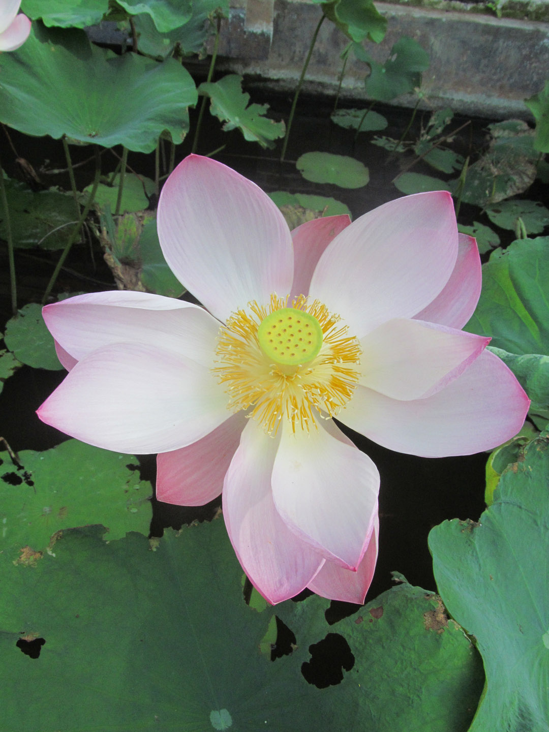 A lotus flower on the way to the Wantilan at Melati Cottages, where we have daily warmups and classes in kecak and topeng